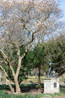 Heine-Denkmal mit blühendem Magnolien-Baum